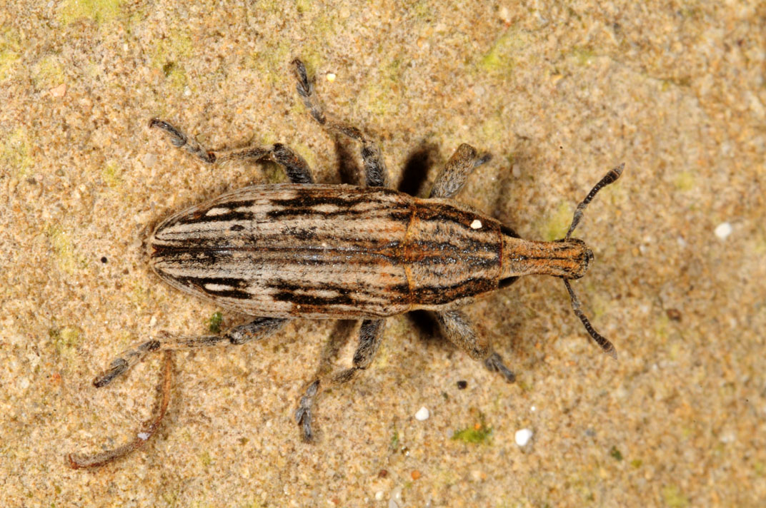 Curculionide da identificare: Mecaspis striatella
